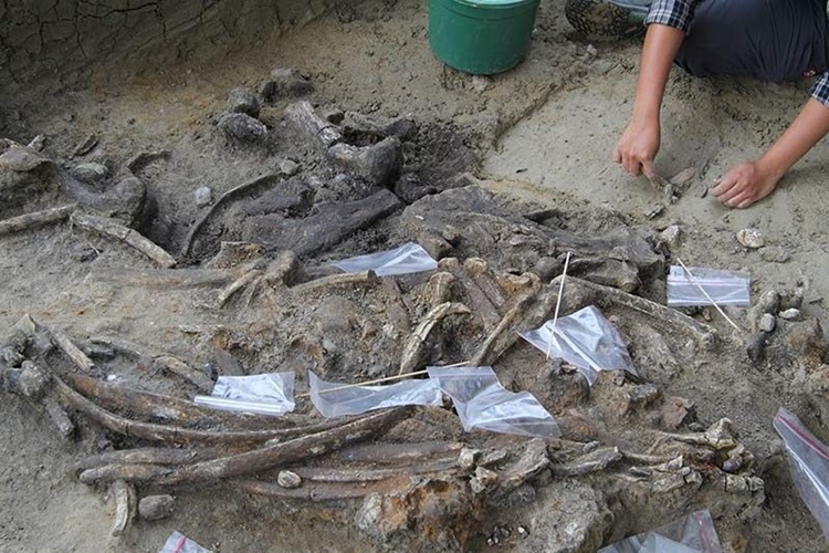 Early Humans