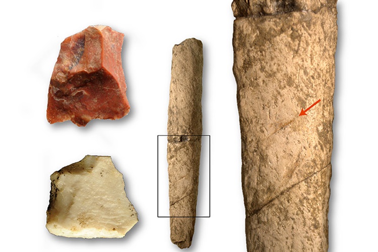 Early Humans