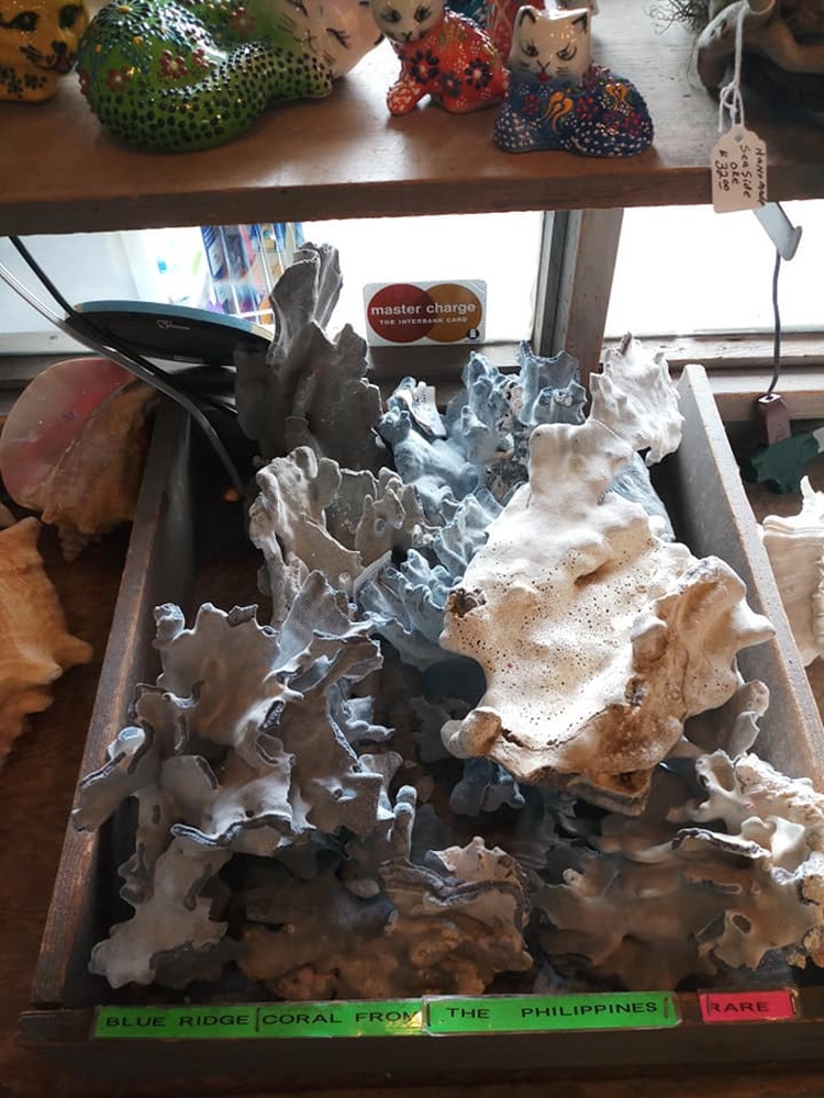 Philippine Corals Being Sold At Long Beach, Washington Shop