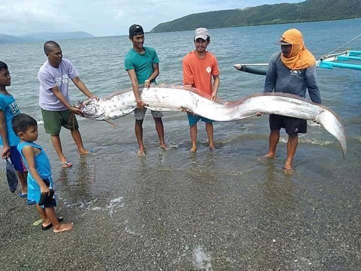 Oarfish In Spanish