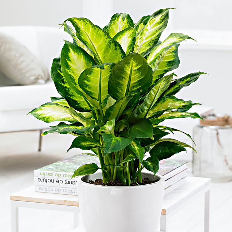 Indoor Plants Names And Pictures Pdf