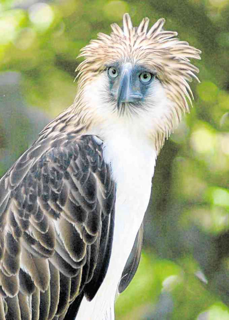 Is Maya The National Bird Of The Philippines