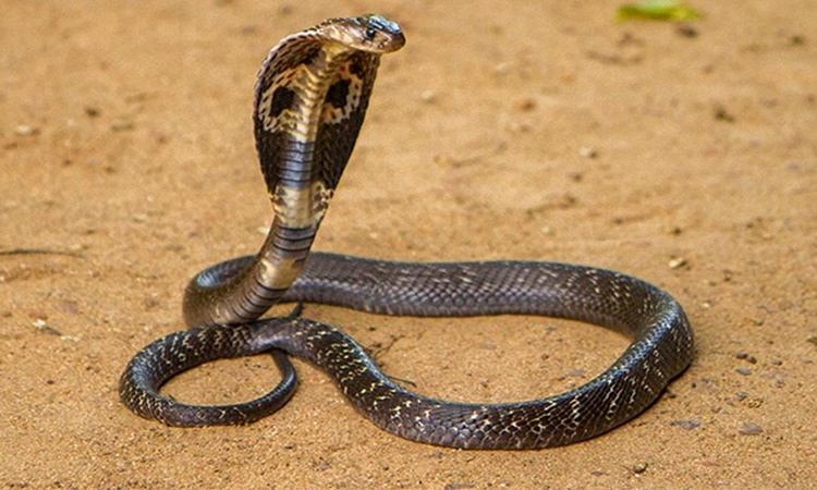 philippine cobra