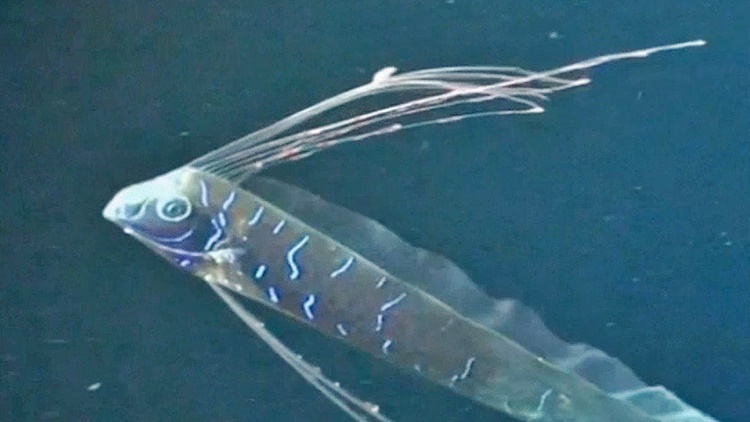 oarfish-facts-things-you-must-know-about-this-sea-creature