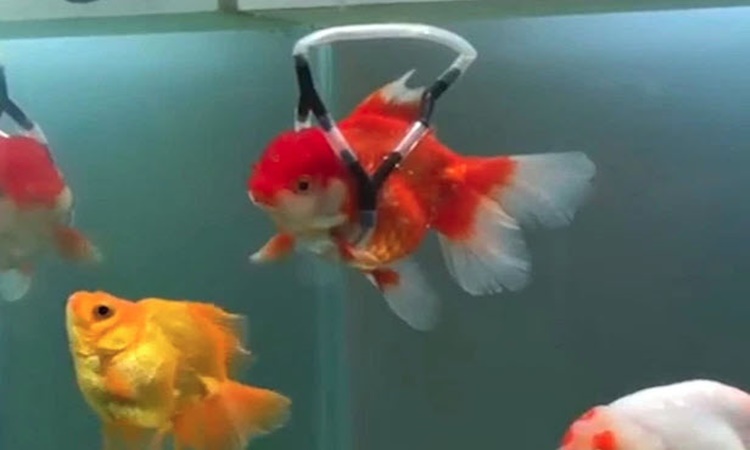 goldfish