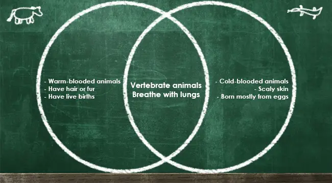 Venn Diagram - Definition, Uses And Some Examples