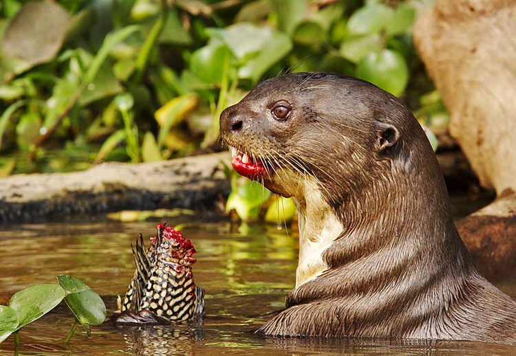 AMAZON RAINFOREST Most Dangerous Discoveries In Amazon