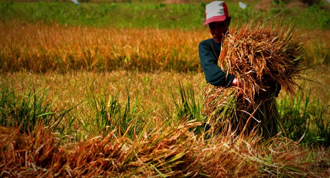 Duterte Orders NFA To Purchase Palay From Local Farmers