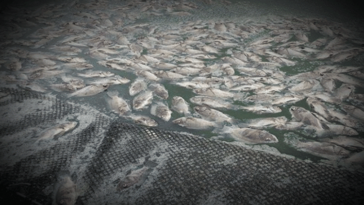 BFAR Taals Ongoing Eruption Threatens Fish Kill To Around 6 000