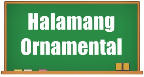 Halamang Ornamental Mga Halimbawa Ng Mga Halamang Ornamental