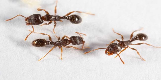 Ant Attack: 7 Things That Attract Ants To Your Home | PhilNews