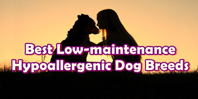 Curated visual reference: Gallery Detail: Best Low Maintenance Hypoallergenic Dog Breeds