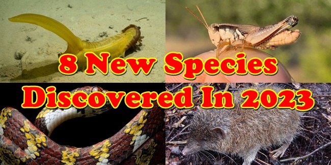 8 Incredible New Species Discovered In 2023 PhilNews