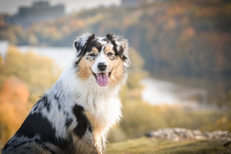Australian Shepherd - Dog Breeds that Don't Bark