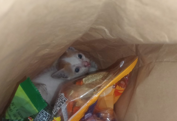 Lady Netizen Offers Candies & Cash In Exchange for Stray Kitten