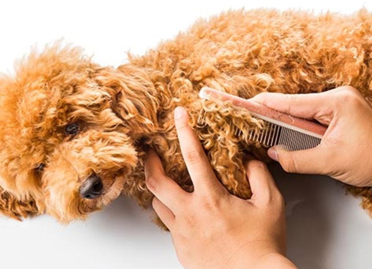 How To Keep Your Dog's Fur from Getting Matted — TIPS for Furparents