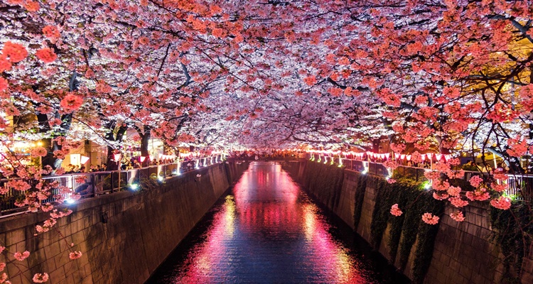 Cherry Blossom Season Japan