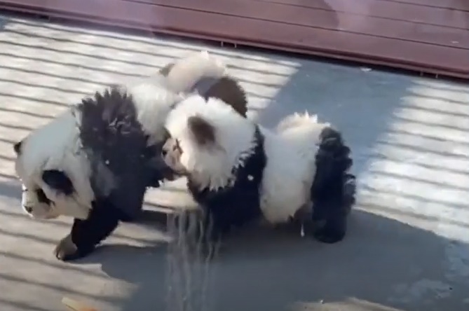 Dogs Dyed Like Panda Part of Attraction in Chinese Zoo | PhilNews