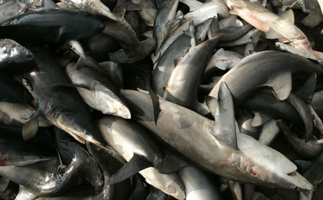Sharks endangered Dead