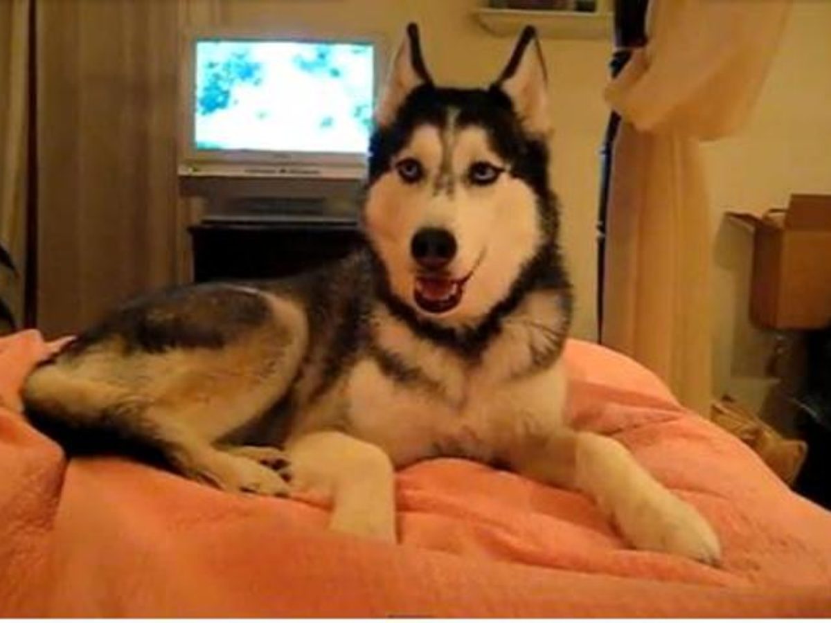 Amazing Dog Talking “I Love You” -Video 