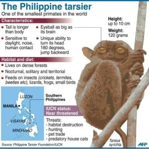 Philippine Tarsier Talked