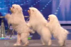 Olate Dogs Performs on America's Got Talent Auditions