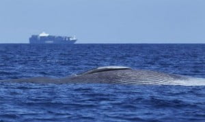 Blue Whale Found Floating Hit by Container Vessel