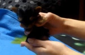 Guinness World Record Smallest Dog