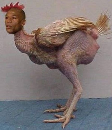Mayweather chicken