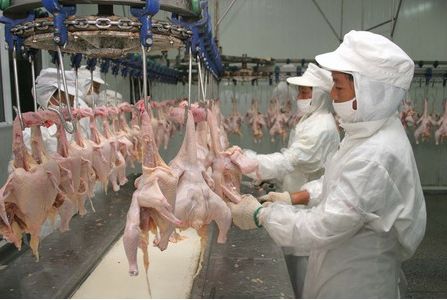 PH Bans Chinese Poultry Products Due to Bird Flu | PhilNews