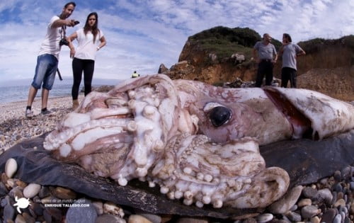 Giant Squid in Spanish Beach