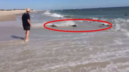 Shark Feeding Frenzy