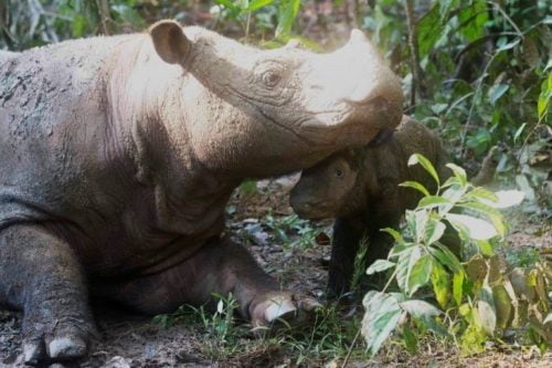 Rare Sumatran Rhino