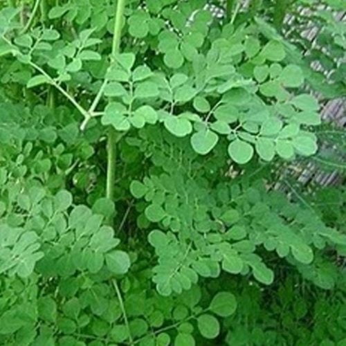 Malunggay, The Top Herbal Plant That Can Prevent Diseases