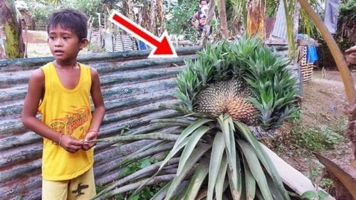 giant pineapple