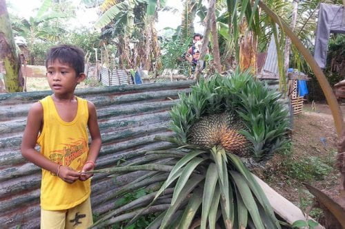 giant pineapple