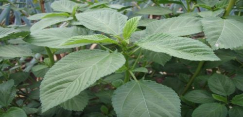 Top herbal plant saluyot