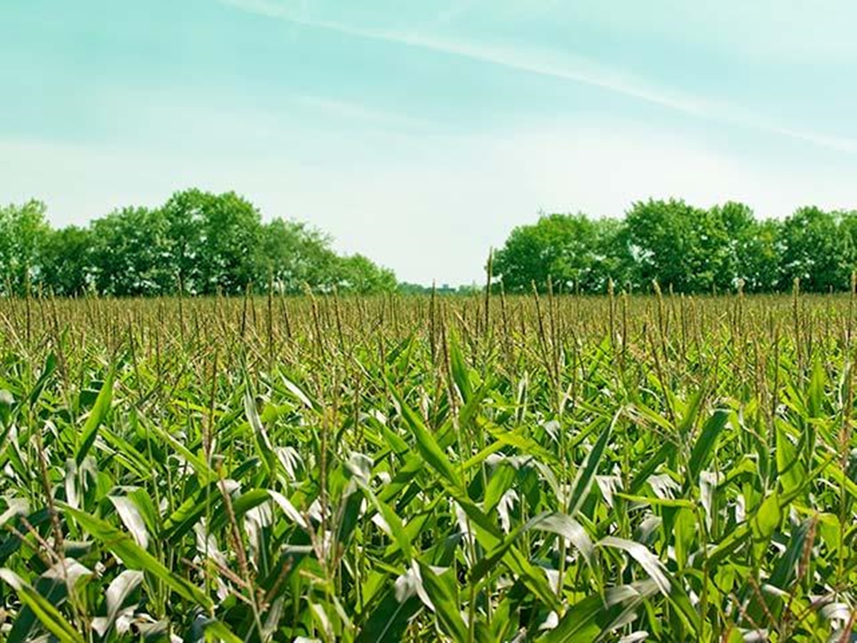 National Rice Program