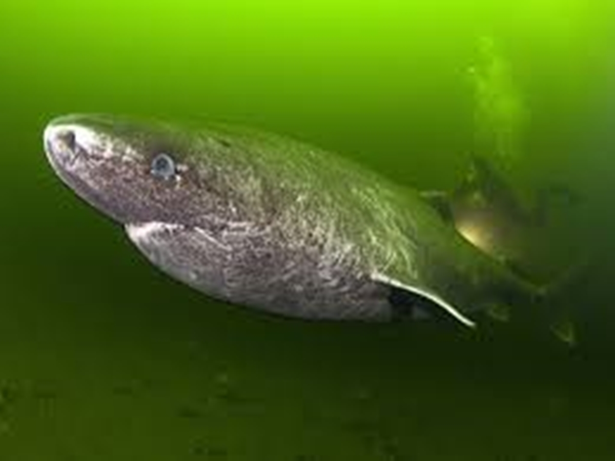 Greenland Sharks Can Live Up To Four Centuries Long