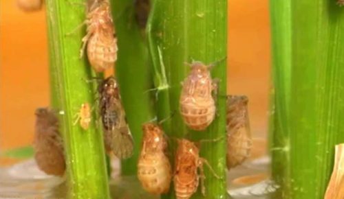 Brown Planthoppers