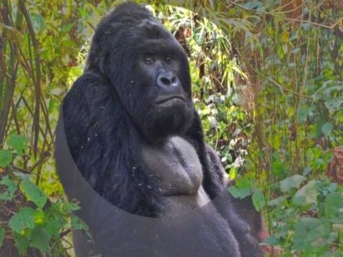 Eastern gorilla
