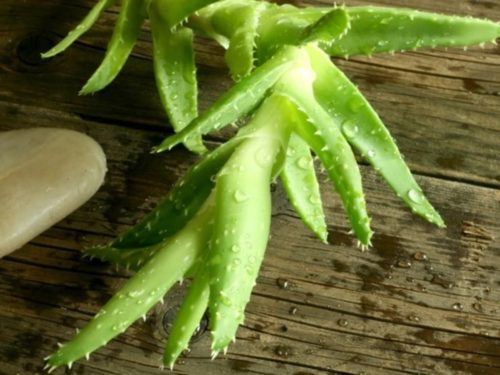Aloe Vera