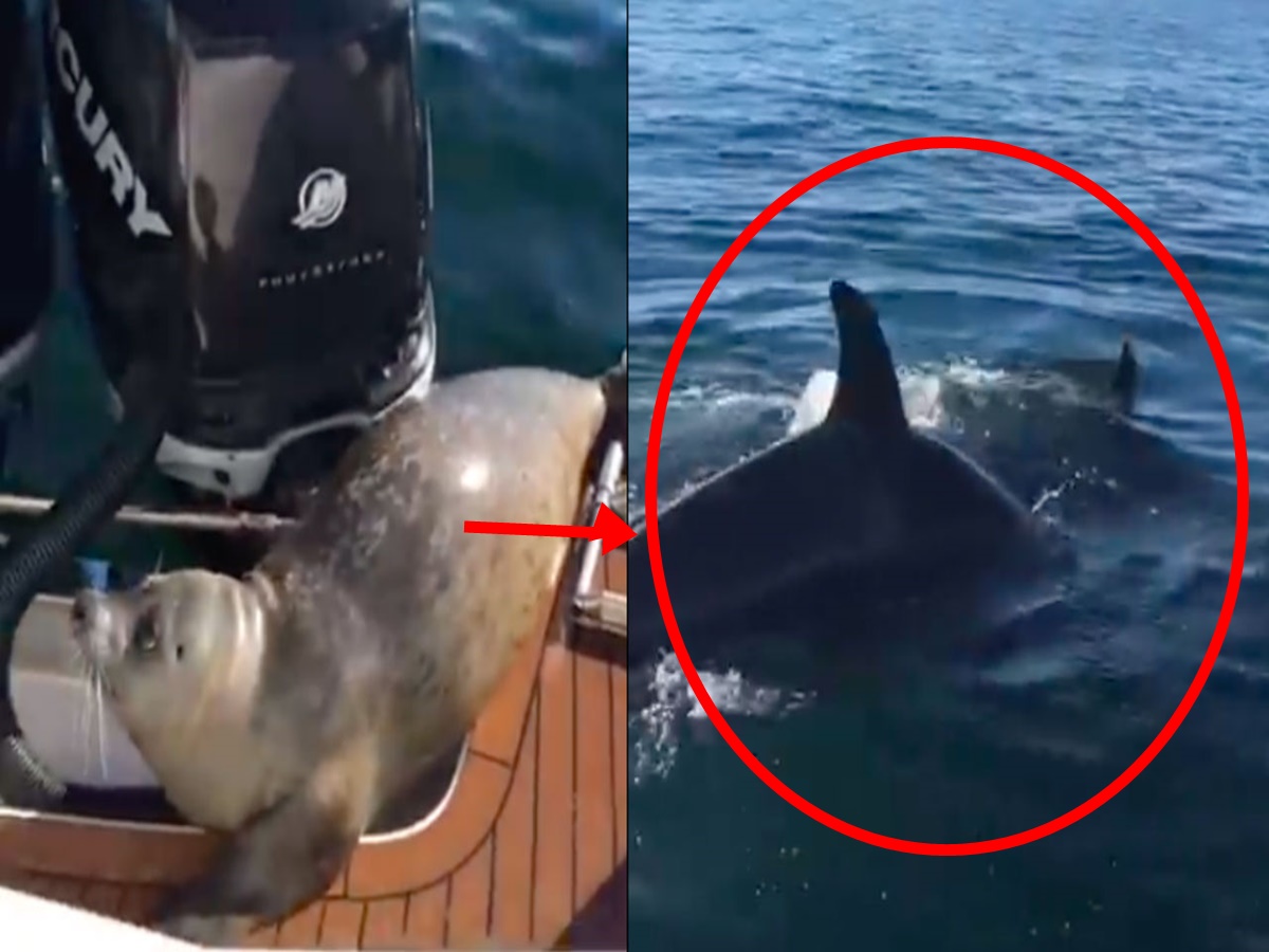 Viral: Smart Seal Save His Life From 12 Hungry Killer Whales