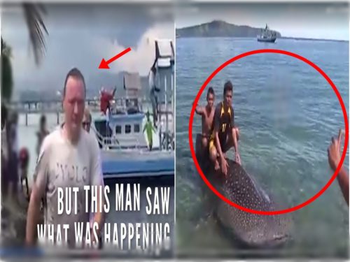 Man Save The Life Of A Whale Shark From The Ignorant Tourists
