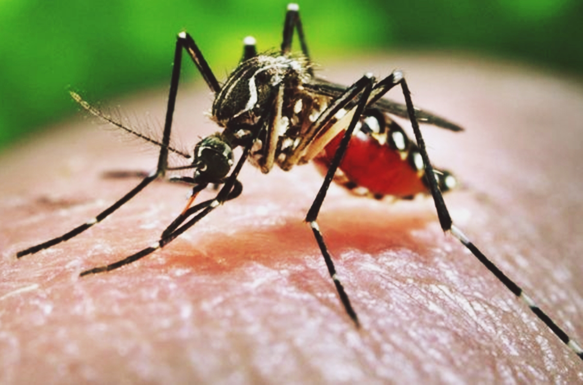 3 New Zika Cases Confirmed By DOH Philippine News