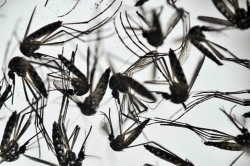 3 zika cases ilo-ilo