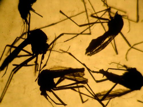 Zika Virus Status Update