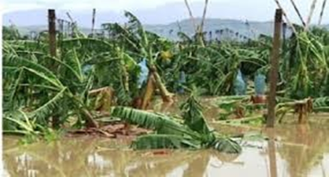 banana plantation damage