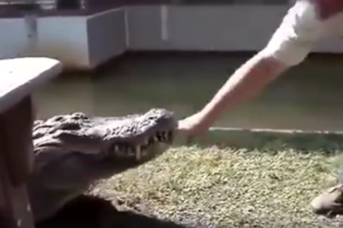 Deadly Crocodile