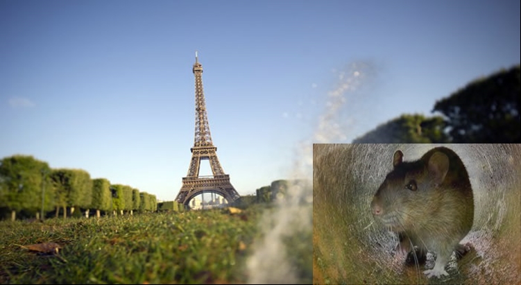 Rats Infest Most Popular Tourist Spots Of Paris In France